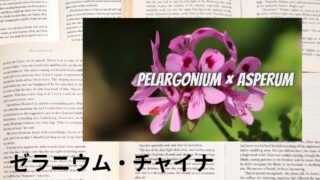 Geranium China：Mini Dictionary　ゼラニウム・チャイナ