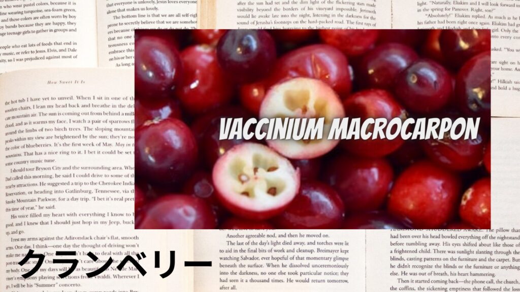 【別館画像】cranberry-クランベリー/ハーブ＠botanical-study.site