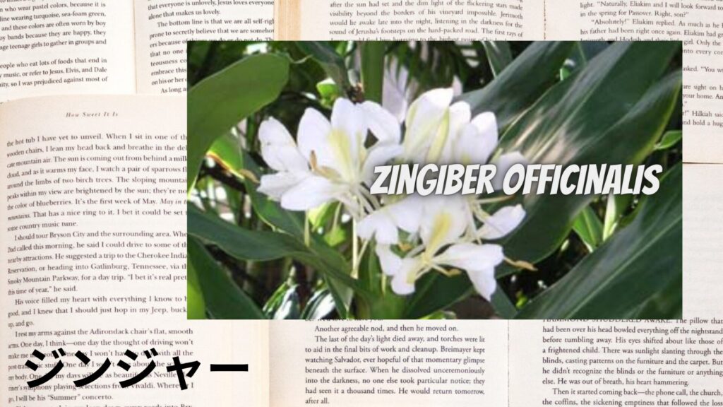 【別館画像】ginger-ジンジャー/ハーブ/アイキャッチ＠botanical-study.site