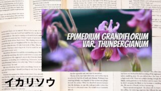 Epimedium:Mini Dictionary イカリソウ