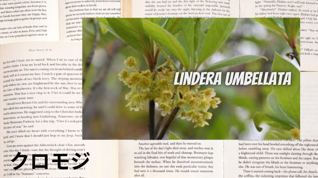 【別館画像】kuromoji-クロモジ/アイキャッチ＠botanical-study