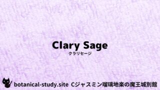 Clary Sage:Mini Dictionary Quiz クラリセージ