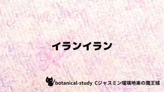 イランイラン:プチ辞典クイズ