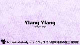 Ylang Ylang:Mini Dictionary Quiz イランイラン