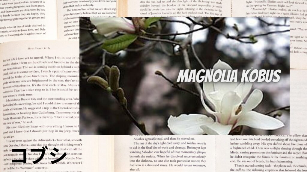 【別館画像】kobushi-コブシ/ハーブ/アイキャッチ＠botanical-study.site