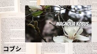 コブシ：プチ辞典