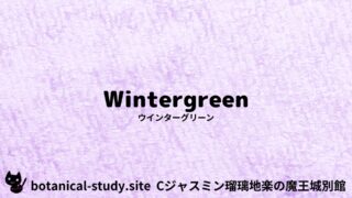 Wintergreen:Mini Dictionary Quiz ウインターグリーン