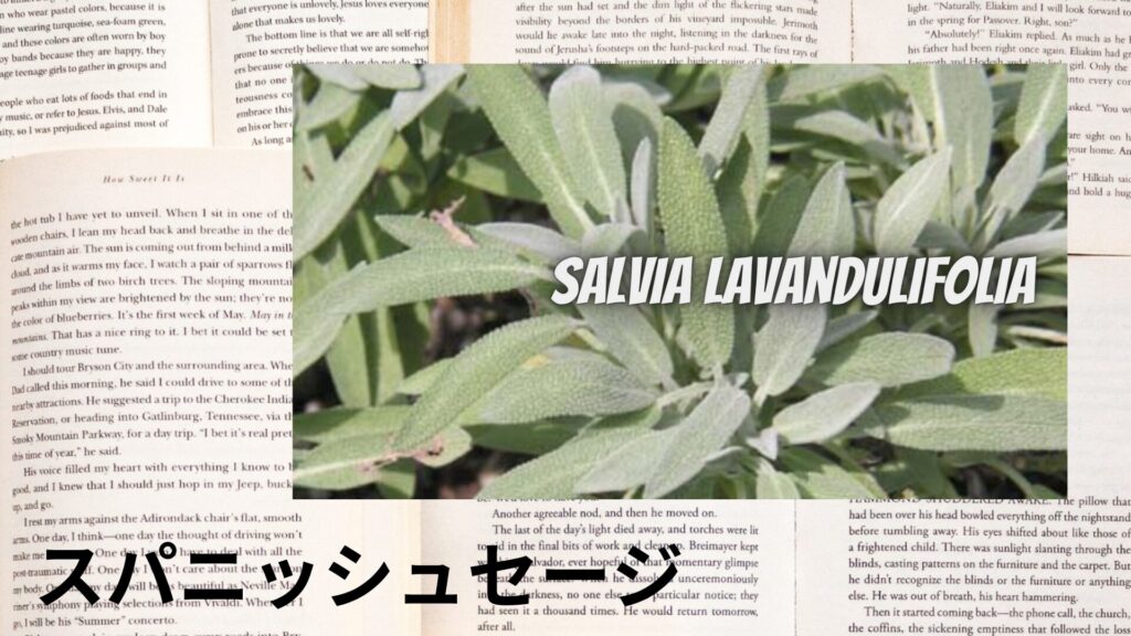 【別館画像】spanish-sage-スパニッシュセージ/ハーブ/アイキャッチ＠botanical-study.site