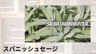 Spanish Sage：Mini Dictionary　スパニッシュセージ