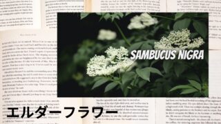 Elderflower:Mini Dictionary エルダーフラワー