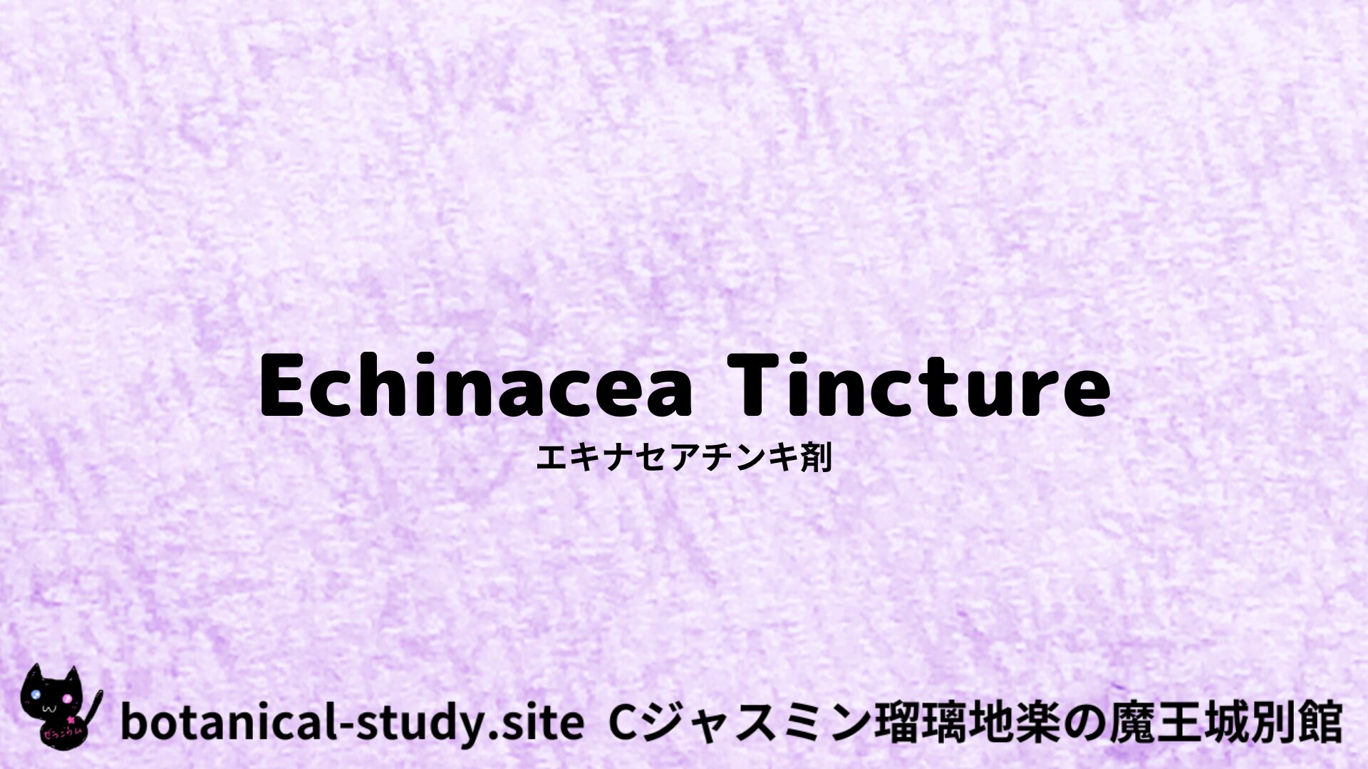 【別館】echinacea-tincture-エキナセアチンキ剤/アイキャッチ＠botanical-study.site