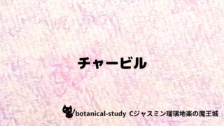 チャービル：プチ辞典クイズ