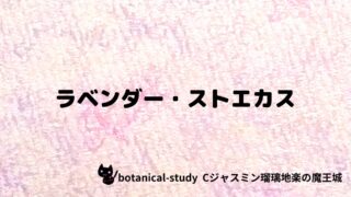 ラベンダー・ストエカス:プチ辞典クイズ
