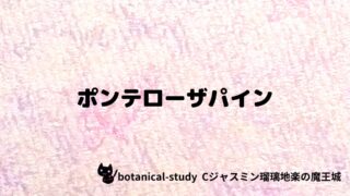 ポンテローザ：プチ辞典クイズ