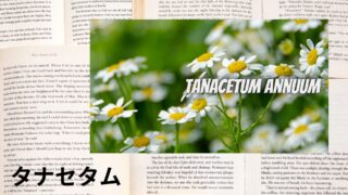 Tanacetam：Mini Dictionary　タナセタム