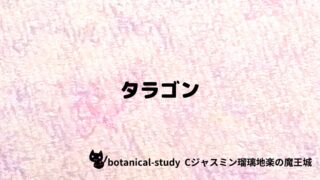タラゴン：プチ辞典クイズ