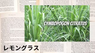 ウインターレモングラス：プチ辞典