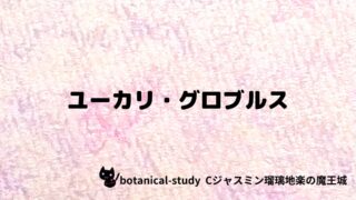 ユーカリ・グロブルス：プチ辞典クイズ