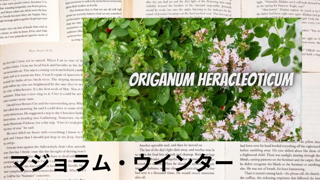 【別館画像】winter-marjoram-マジョラム・ウインター/アイキャッチ@botanical-study.site