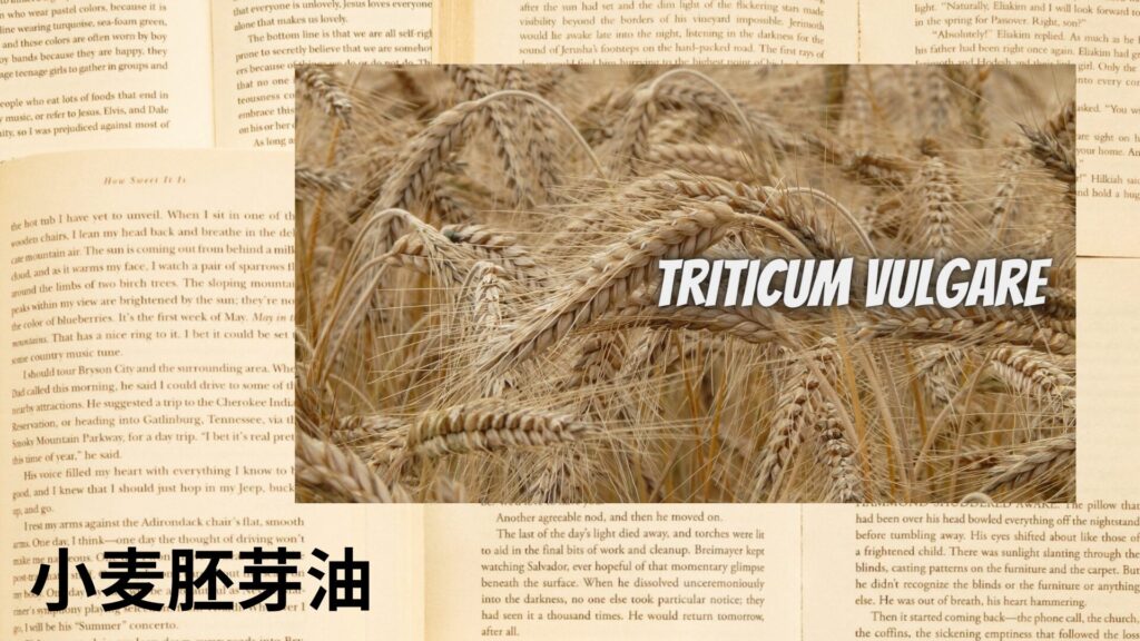 【別館画像】Wheat-Germ-Oil-小麦胚芽油/ハーブ/アイキャッチ＠botanical-study.site