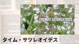 サツレオイデス:プチ辞典